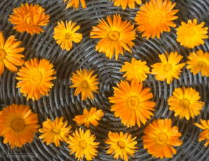 A bunch of calendula flowers drying in a woven basket