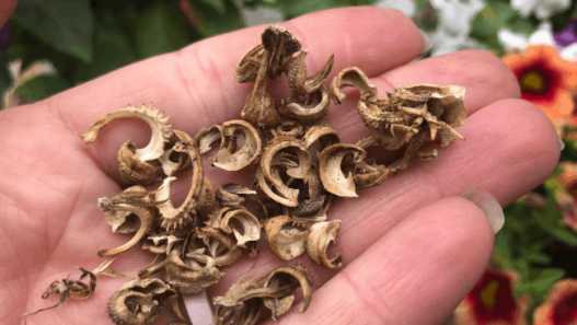 hand holding calendula seeds