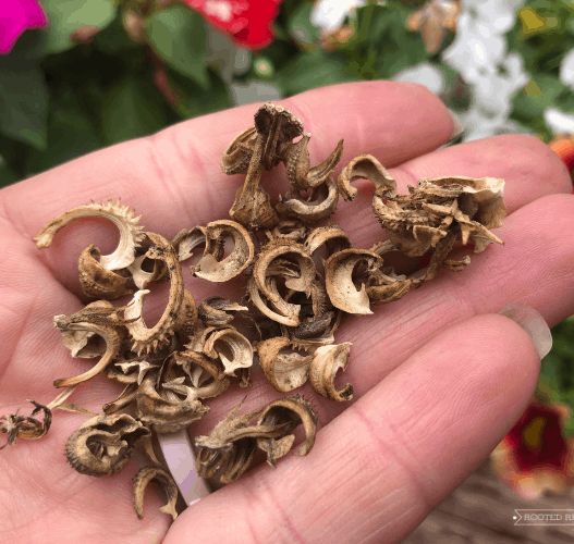 hand holding calendula seeds