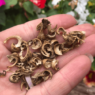 hand holding calendula seeds