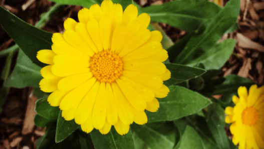 One bright yellow calendula blossom