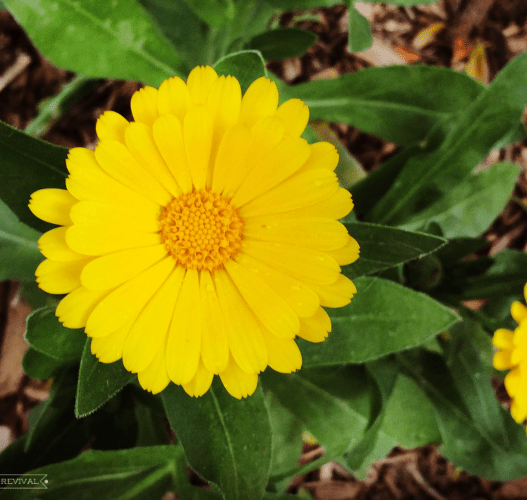 One bright yellow calendula blossom