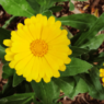 One bright yellow calendula blossom