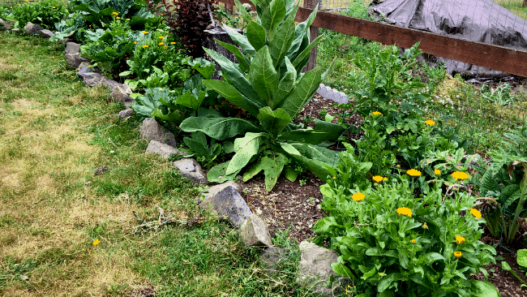 A planter bed containing calendula and a variety of herbs and plants