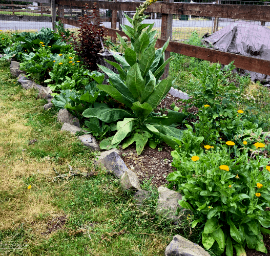 A planter bed containing calendula and a variety of herbs and plants