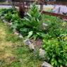 A planter bed containing calendula and a variety of herbs and plants