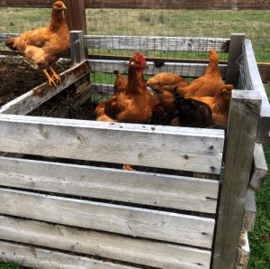 Red chickens sitting inside a wooden compost bin