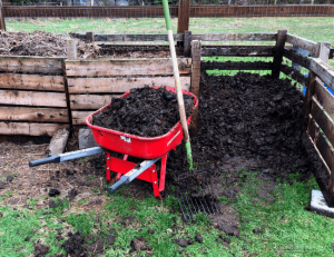 A red wheelbarrow full of compost sitting in front of a 3-bin composter