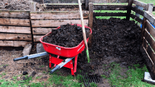 A red wheelbarrow full of compost sitting in front of a 3-bin composter