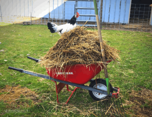 A chicken stands on a wheelbarrow full of straw and hay