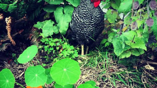 Chicken standing among green foliage