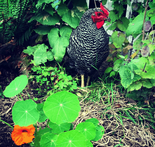 Chicken standing among green foliage