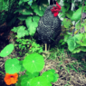 Chicken standing among green foliage