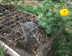A yellow marigold in a garden bed next to a wire cloche and wire fence panel covering the soil