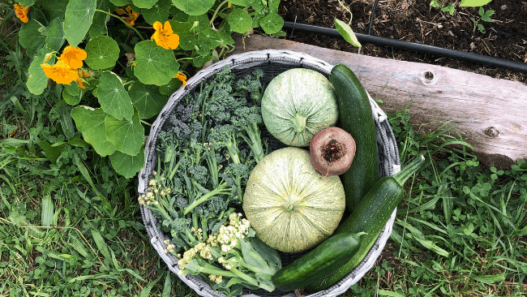 A large flat round woven basket filled with round zucchini, dark green zucchini and broccoli sitting agains a low raised bed with yellow flowers in it