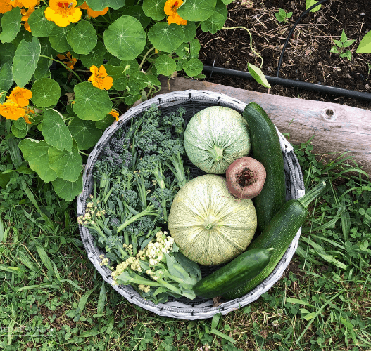 A large flat round woven basket filled with round zucchini, dark green zucchini and broccoli sitting agains a low raised bed with yellow flowers in it