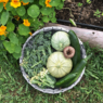 A large flat round woven basket filled with round zucchini, dark green zucchini and broccoli sitting agains a low raised bed with yellow flowers in it