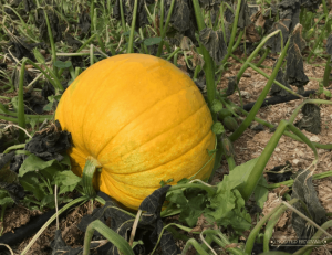 A large yellow-orange pumpkin sits among dying squash vines