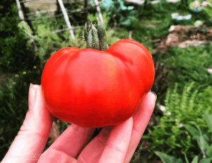 A hand holds up a medium sized deep red tomato