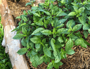 A large healthy green basil plant in a raised garden bed