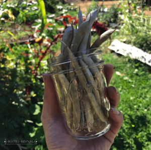 A hand holding a mason jar full of dried bean pods in front of raised garden beds