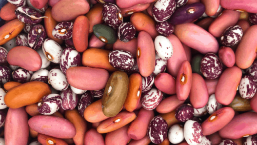 A colorful assortment of dried beans