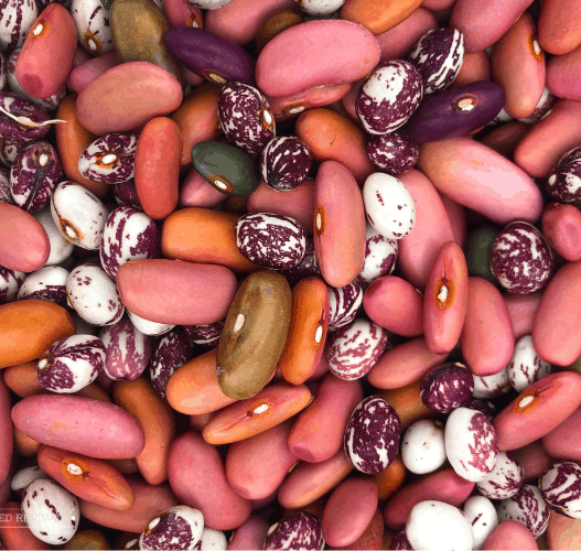 A colorful assortment of dried beans