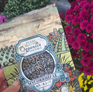 A hand holds a package of Plant Success Organic Solutions Mycorrhizae in front of pots of flowering mums