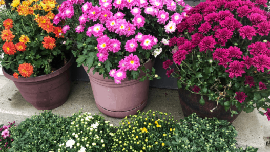 6 pots of mums set on concrete steps. The top row has 3 large mums in full bloom. The lower set has 4 smaller mums with lots of unopened buds.