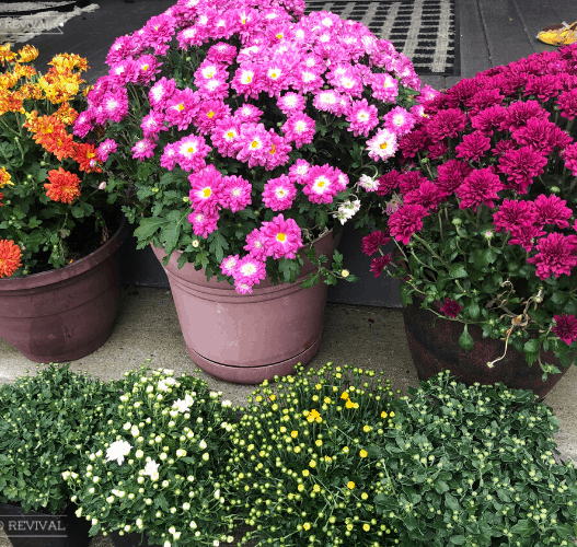 6 pots of mums set on concrete steps. The top row has 3 large mums in full bloom. The lower set has 4 smaller mums with lots of unopened buds.