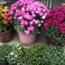 6 pots of mums set on concrete steps. The top row has 3 large mums in full bloom. The lower set has 4 smaller mums with lots of unopened buds.