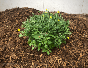 A small green mum with blossoms removed, planted in the ground, surrounded by mulch