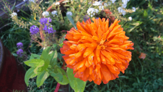 A bright orange zinnia blossom with a backdrop of purple and white alyssum