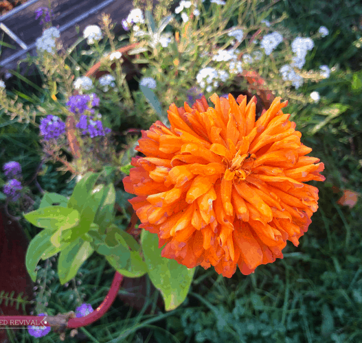 A bright orange zinnia blossom with a backdrop of purple and white alyssum