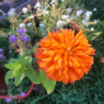 A bright orange zinnia blossom with a backdrop of purple and white alyssum