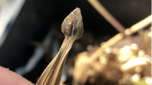 A close-up of a dark brown arrowhead shaped zinnia seed attached to a dried petal.