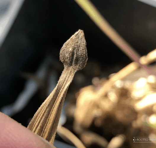 A close-up of a dark brown arrowhead shaped zinnia seed attached to a dried petal.