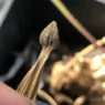 A close-up of a dark brown arrowhead shaped zinnia seed attached to a dried petal.