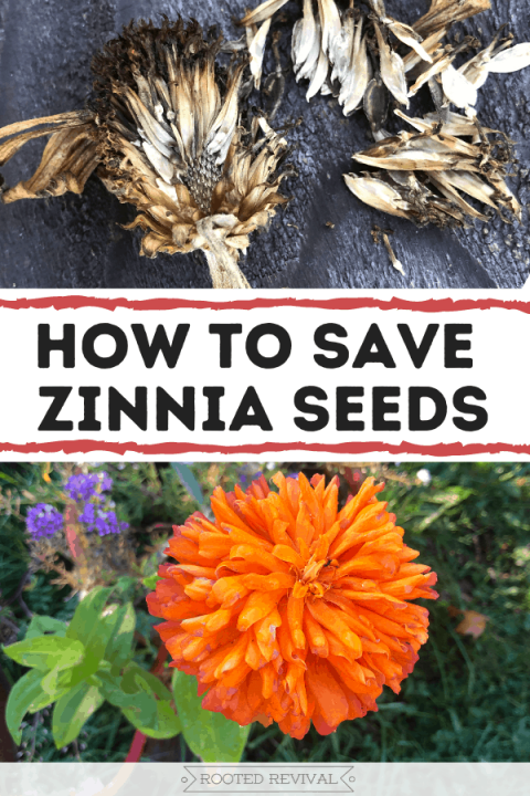 How to Save Zinnia Seeds 2024 - Rooted Revival