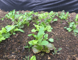 A row of lettuce greens growing in the soil in a raised cold frame