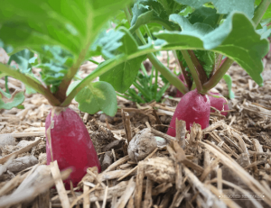 2 radishes growing in a row. Their red tops are extending out of the garden soil.