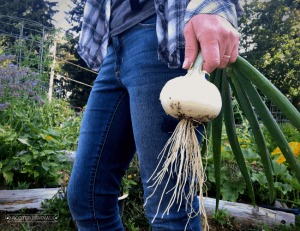 A woman in a plaid shirt and jeans holds a large white onion by her side