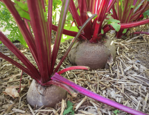 3 large beet tops emerge from mulched soil