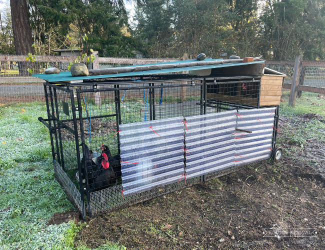 A metal chicken tractor with several chickens inside. The top of the tractor has metal roofing and the side walls have clear corrugated greenhouse roof panels on them for wind protection.