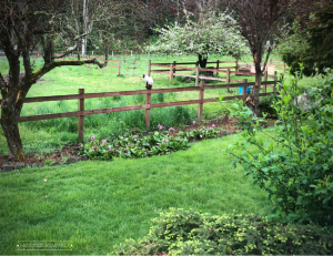 A lush green lawn is divided from a pasture area with a wooden rail fence. On the fence sits a white Siamese cat. There are green plants and bushes in the foreground.