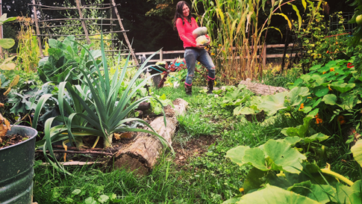 A woman in a pink shirt is standing between rows of lush garden beds holding large blue squash in her arms