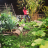 A woman in a pink shirt is standing between rows of lush garden beds holding large blue squash in her arms