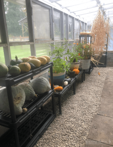 The inside of a long, narrow greenhouse. The wall is lined in glass windows and the floor is rock. There are shelves of pumpkins, squash and potted plants. There are hanging herbs and drying plants.