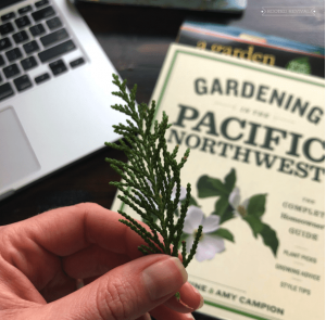 A woman's hand hold up a small snipping of cedar in front of a guide book titled: Gardening in the Pacific Northwest