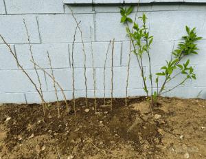 Several small cuttings sit in a bed of soil and rest agains a blue cement brick wall.